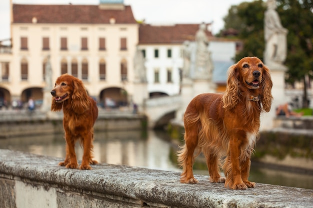 Englischer Cocker Spaniel