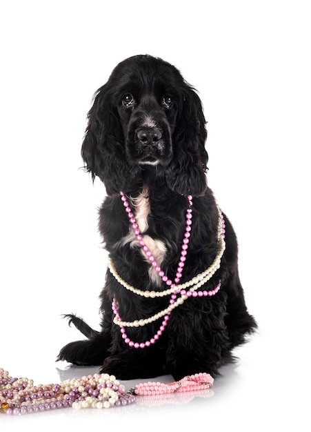 Englischer Cocker Spaniel