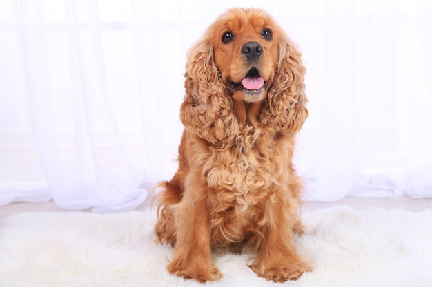 Englischer Cockerspaniel auf Teppich im Zimmer