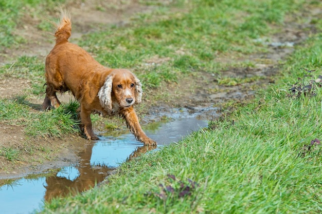 Englischer Cockerspaniel beim Spielen im Fluss