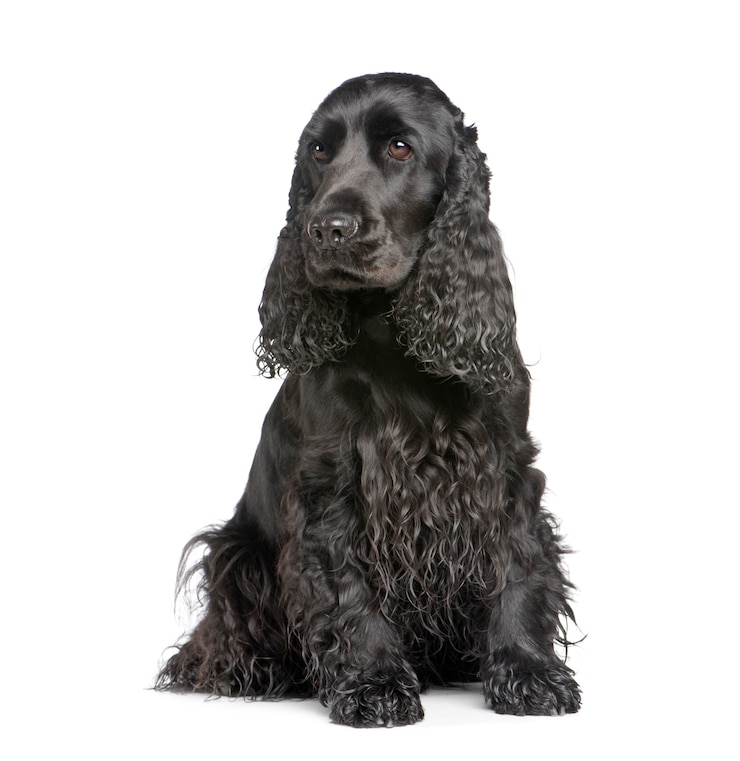 Foto englischer cockerspaniel mit 2 jahren.