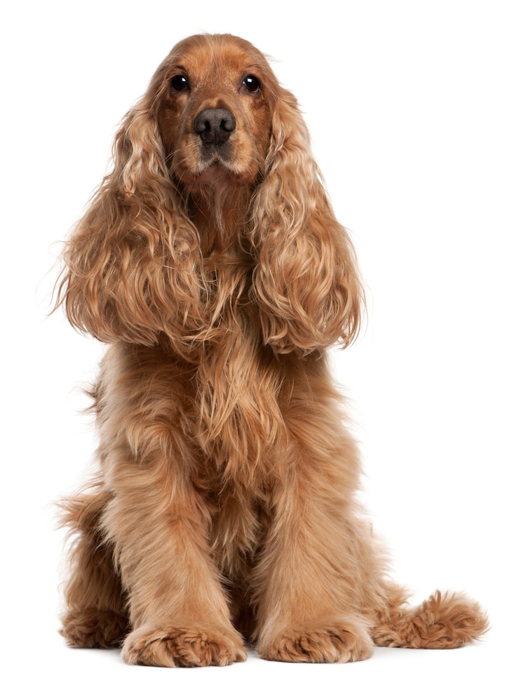 Foto englischer cockerspaniel mit 9 jahren. hundeporträt isoliert, polnischer tatra-schäferhund mit 1 jahr alt. hundeporträt isoliert