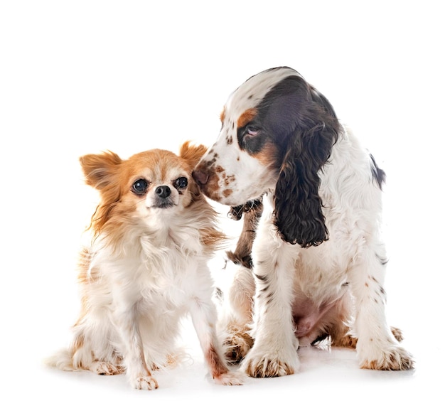 Englischer Cockerspaniel und Chihuahua