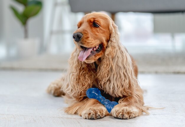 Englischer Cockerspanielhund mit Bissspielzeug, das zu Hause auf dem Boden liegt
