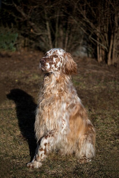 Englischer Setter