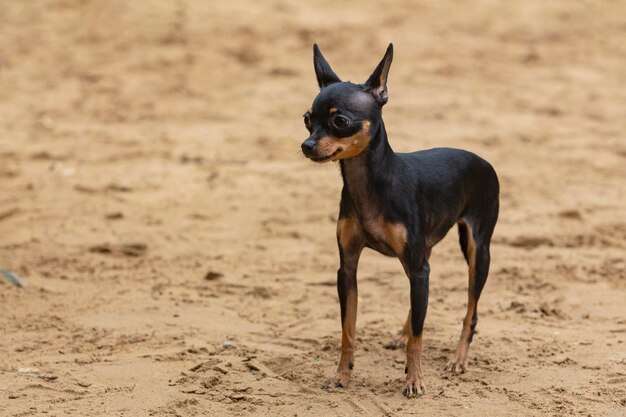 Englischer Toy Terrier spielt auf dem Hundespielplatz