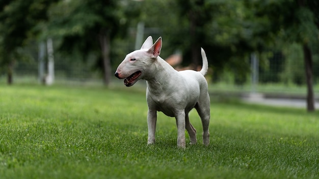 Englischer weißer Stier Terrier, der auf einem grünen Rasen steht.