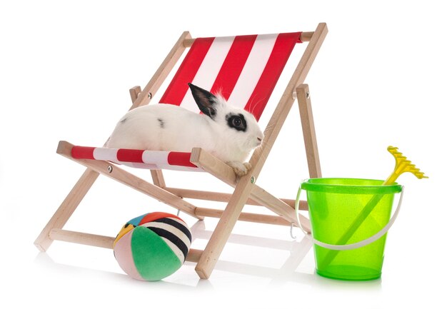 English Spot conejo en una silla de verano