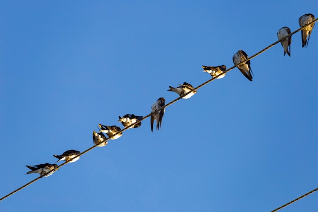 Engolir em cima da fiação elétrica