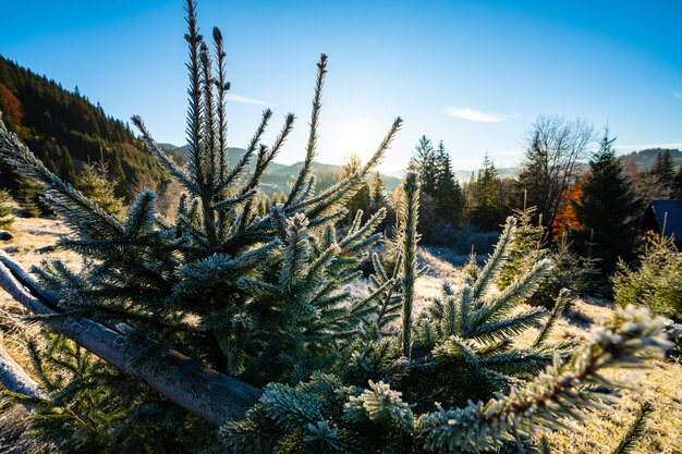 Engraçada e fofa árvore de Natal salpicada de neve branca e fofa em um prado ensolarado nas montanhas incomuns dos Cárpatos