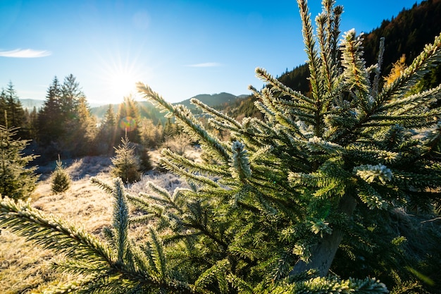 Engraçada e fofa árvore de Natal salpicada de neve branca e fofa em um prado ensolarado nas montanhas incomuns dos Cárpatos