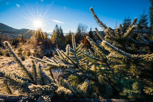 Engraçada e fofa árvore de Natal salpicada de neve branca e fofa em um prado ensolarado nas montanhas incomuns dos Cárpatos