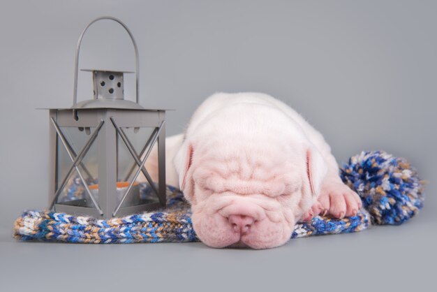 Engraçado cachorrinho Bulldog americano dormindo com uma lanterna cinza