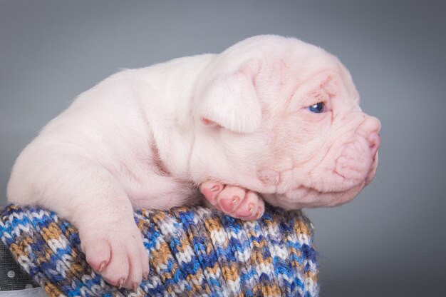 Engraçado cachorrinho Bulldog Americano dormindo em azul acinzentado