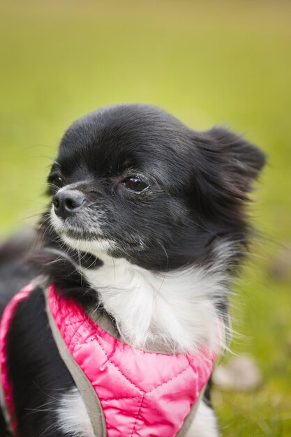 Engraçado cachorrinho chihuahua brinca na grama