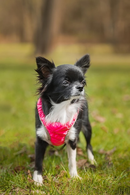 Engraçado cachorrinho chihuahua brinca na grama