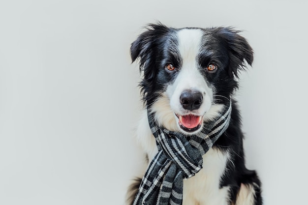 Engraçado cachorrinho fofo border collie vestindo roupas quentes cachecol em volta do pescoço isolado no fundo branco Inverno ou outono retrato de cachorro Olá outono outono humor Hygge conceito de clima frio