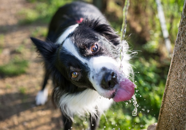 Engraçado cachorro border collie bebendo água