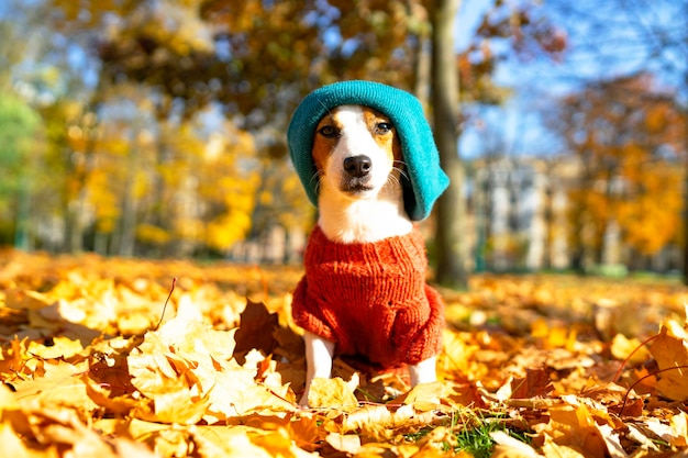Engraçado cachorro jack russell terrier sentado nas folhas do parque em um dia de outono, um animal suando ...