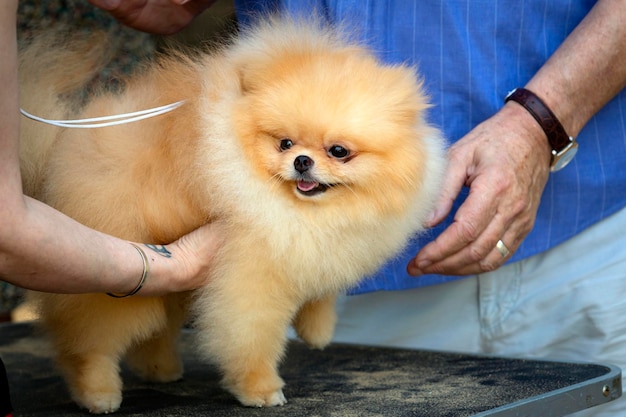 Engraçado cão Pomeranian em uma exposição de cães...