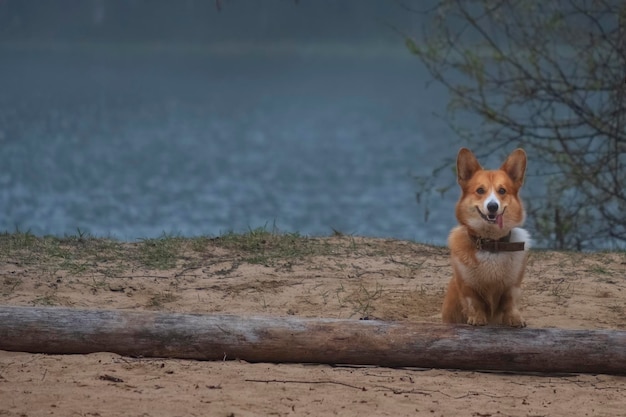 Engraçado cão vermelho raça welsh corgi pembroke em um lago da floresta para uma caminhada na primavera