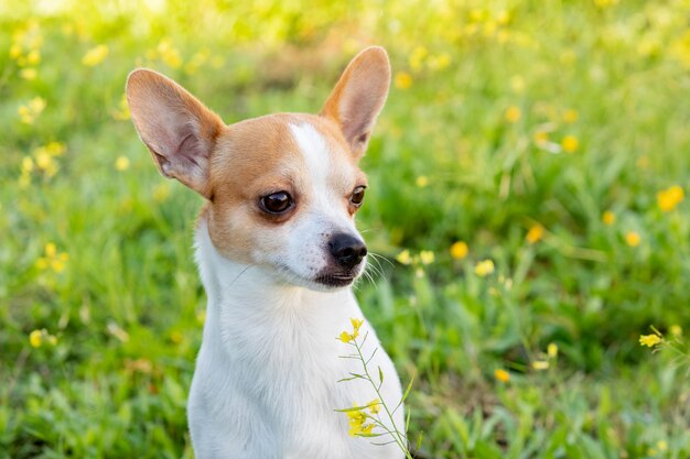 Engraçado Chihuahua branco com orelhas grandes