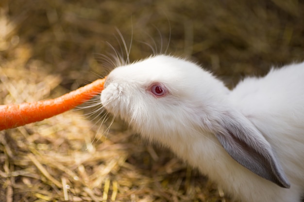 Engraçado coelhinho branco com olhos vermelhos está comendo uma cenoura na palha.