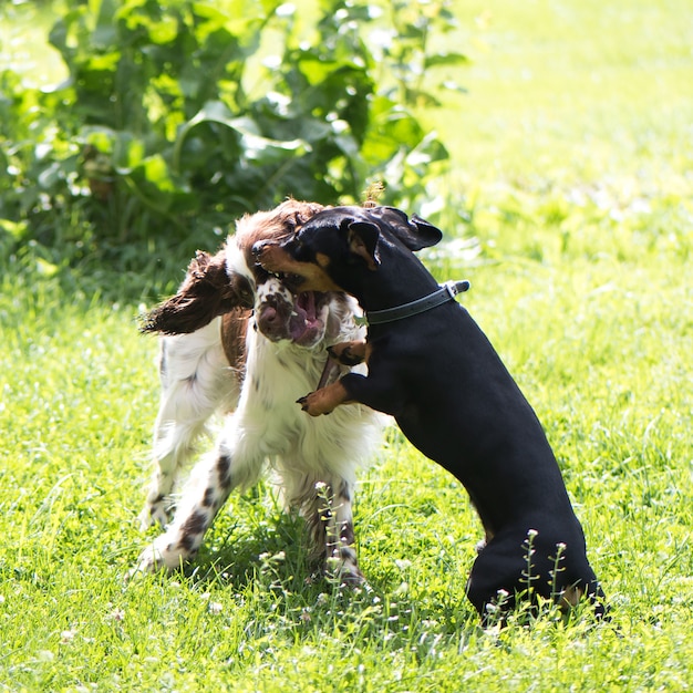 Engraçado dois jovens cães jogando duro na natureza de verão