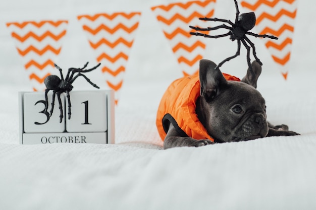 Engraçado e adorável filhote de buldogue francês azul em jaqueta laranja posando na cama no feriado de Halloween