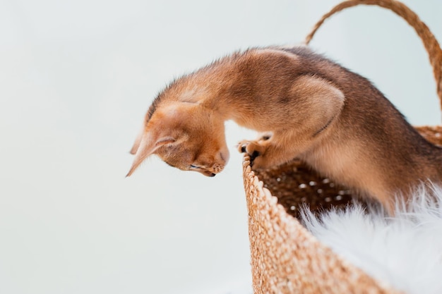 Engraçado e fofo gatinho abissínio de gengibre brincando e pulando com cesta marrom de vime