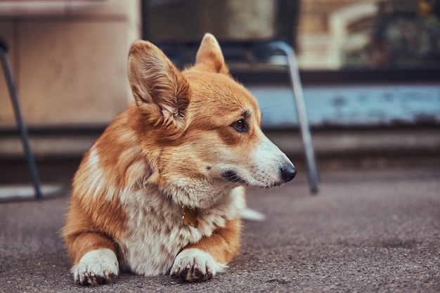 Engraçado e fofo raça Welsh corgi, deitado no asfalto perto de um café, esperando seu dono.