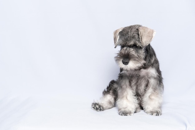 Engraçado e fofo retrato de cachorrinho Schnauzer Miniatura Whitegray cachorro schnauzer sentado em um fundo branco