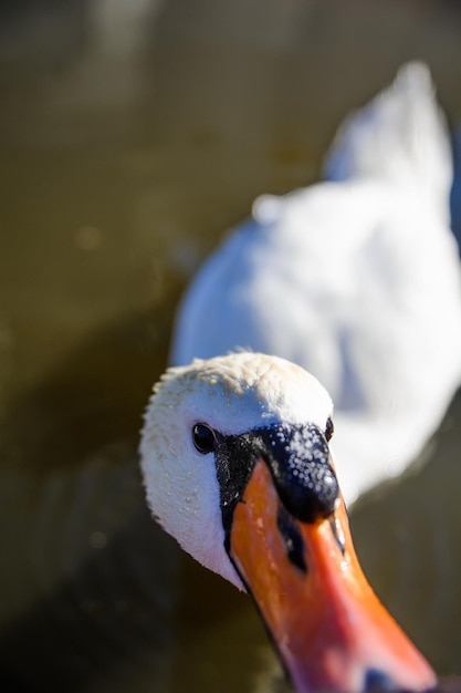 Foto engraçado e incomum gosto de cisne lente