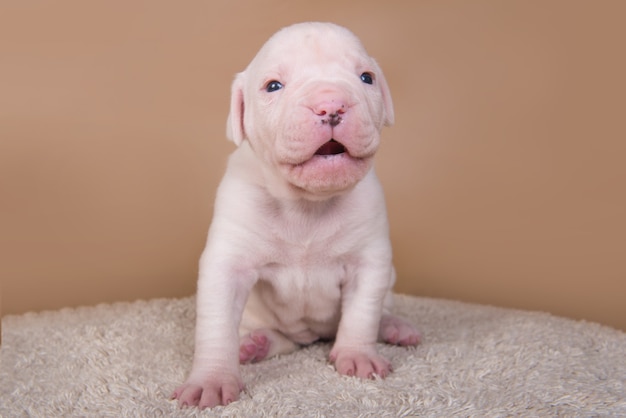 Engraçado filhote de cachorro Bulldog americano pequeno está sentado no espaço marrom claro.