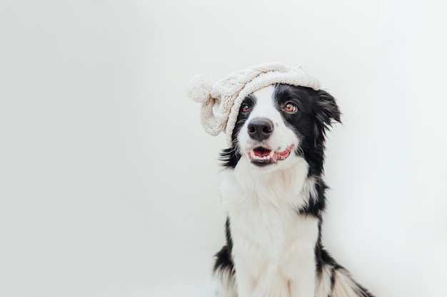 Engraçado fofo cachorrinho sorridente cão border collie vestindo roupas de malha quentes chapéu branco isolado no fundo branco. Retrato de cachorro de inverno ou outono. Olá, outono, outono. Conceito de clima frio de humor Hygge.