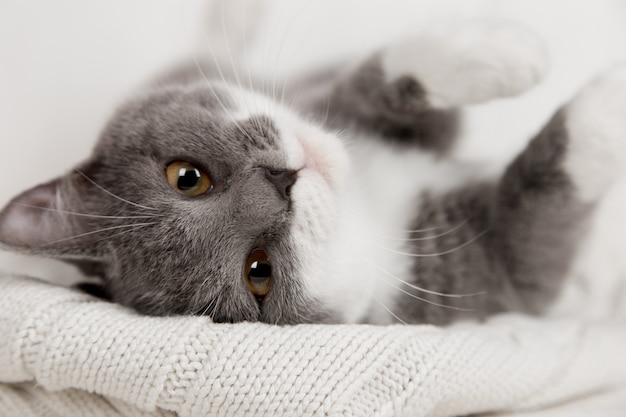 Engraçado gatinho cinzento em uma manta de malha branca. Bem é tocado e descansado.