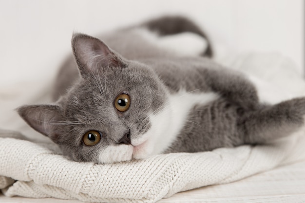 Engraçado gatinho cinzento em uma manta de malha branca. Bem é tocado e descansado.