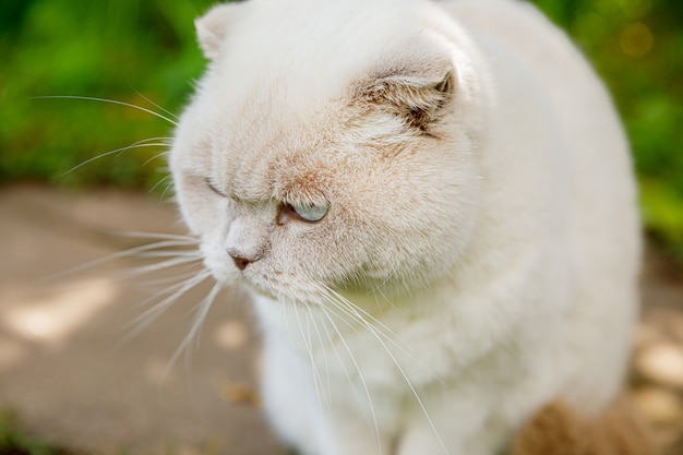 Engraçado gatinho doméstico de pêlo curto se esgueirando pelo fundo verde do quintal