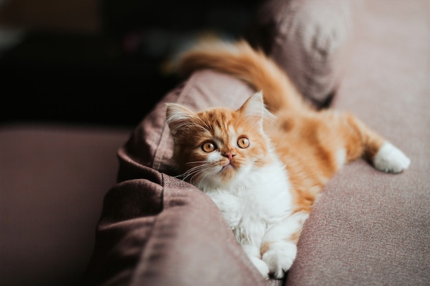 Engraçado gatinho fofo de gengibre encontra-se na parte de trás do sofá