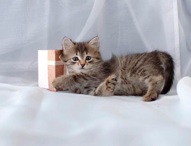 Engraçado gatinho fofo fofo brincando com um presente em um fundo de tecido branco. O gatinho olha para a caixa. Cuidando de nossos pequenos animais de estimação.