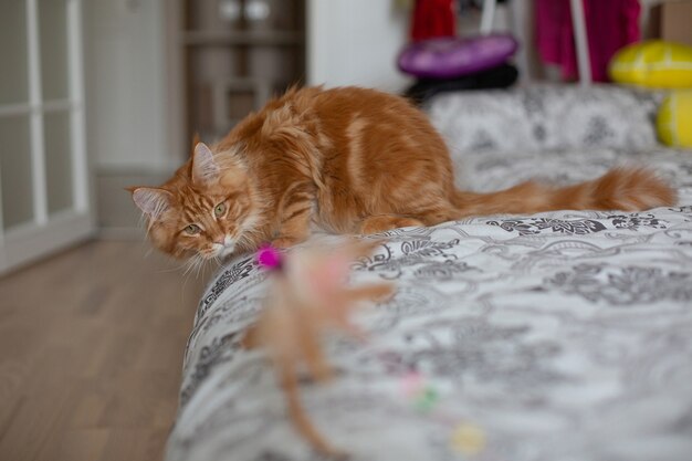 Foto engraçado gatinho malhado do maine coon brincando com um brinquedo em um sofá