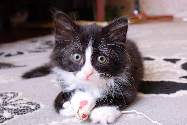 Engraçado gatinho preto brincando com um brinquedo