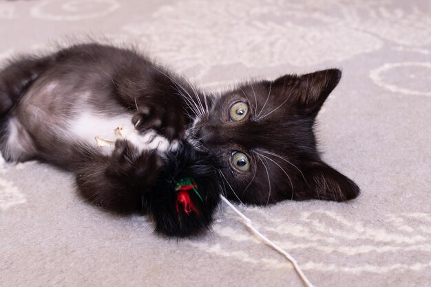 Engraçado gatinho preto brincando com um brinquedo