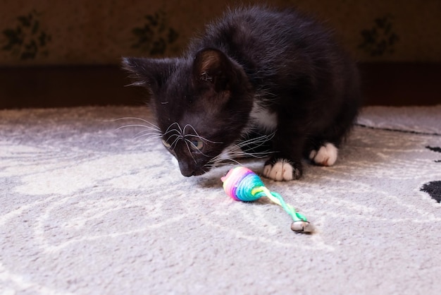 Engraçado gatinho preto brincando com um brinquedo