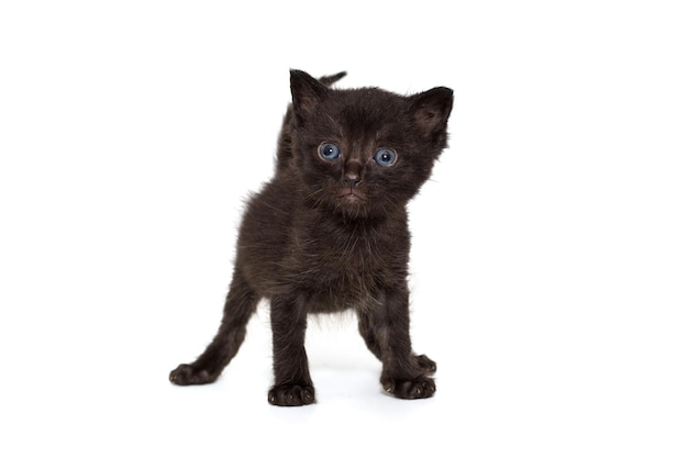 Engraçado gatinho preto com olhos azuis