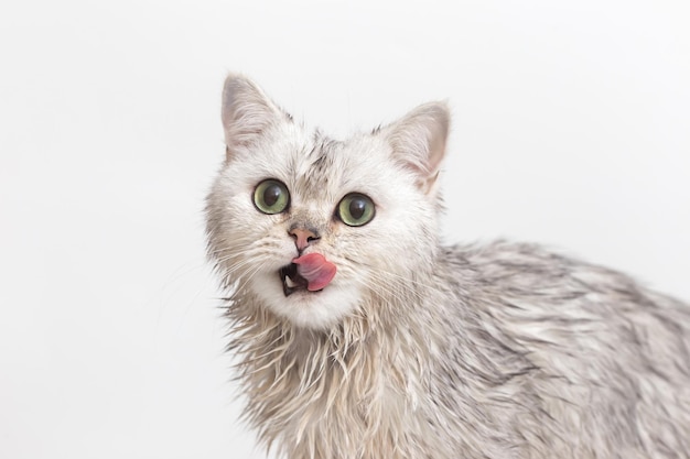 Engraçado gato branco molhado depois de tomar banho senta-se em um fundo branco lambe seus lábios olha para a câmera