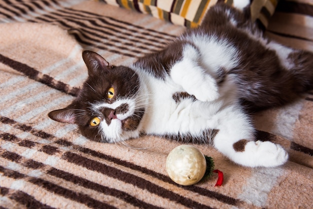 Engraçado gato britânico cor de chocolate jogando