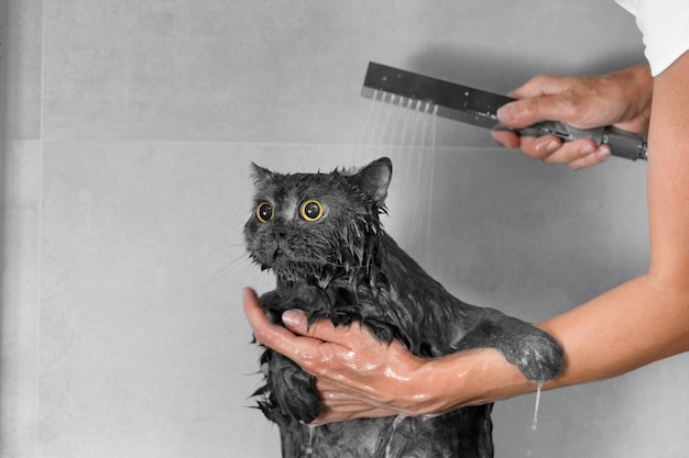 Engraçado gato britânico molhado no chuveiro a água é derramada sobre o gato tomando banho de cuidados de higiene para animais de estimação processo de banho