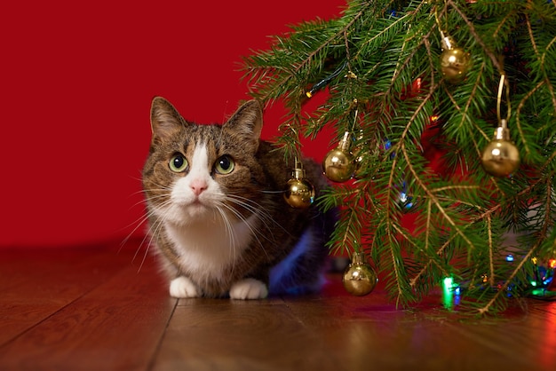 Engraçado gato de estimação espiando debaixo do galho de uma árvore de Natal em um fundo vermelho