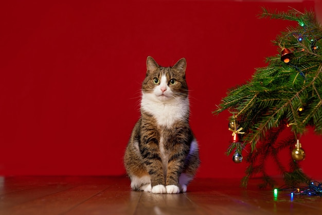 Engraçado gato de estimação sentado ao lado de uma árvore de Natal em um fundo vermelho, copie o espaço